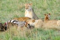Lions with kill (Zebra) Royalty Free Stock Photo