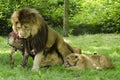 Lions At Knowsley Safari Park, Liverpool