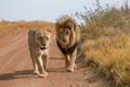 Lions Kruger National Park Royalty Free Stock Photo