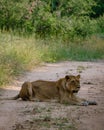 Lions in Kruger national park South Africa. Family of young lions together in the bush of the Blue Canyon Conservancy in Royalty Free Stock Photo