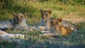 Lions in Kruger national park South Africa. Family of young lions together in the bush of the Blue Canyon Conservancy in Royalty Free Stock Photo