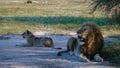 Lions in Kruger national park South Africa. Family of young lions together in the bush of the Blue Canyon Conservancy in Royalty Free Stock Photo