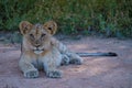 Lions in Kruger national park South Africa. Family of young lions together in the bush of the Blue Canyon Conservancy in Royalty Free Stock Photo