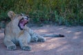 Lions in Kruger national park South Africa. Family of young lions together in the bush of the Blue Canyon Conservancy in Royalty Free Stock Photo