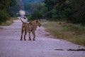 Lions in Kruger national park South Africa. Family of young lions together in the bush of the Blue Canyon Conservancy in Royalty Free Stock Photo