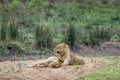 Lions in Kruger National park, South Africa Royalty Free Stock Photo