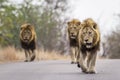 Lions in Kruger National park, South Africa Royalty Free Stock Photo