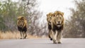 Lions in Kruger National park, South Africa Royalty Free Stock Photo