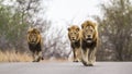 Lions in Kruger National park, South Africa