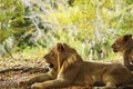 Lions laying in the shade