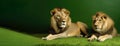 Lions lie in the day of Africa in nature on a green background. AI generated.