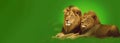 Lions lie in nature on a green background. Day of Africa concept. AI generated.