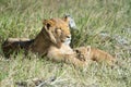 Adolescent male lion with young cub Royalty Free Stock Photo