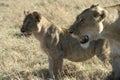 Lions and Lioness cubs Panthera Leo Bigcats simba in Swahili language. Royalty Free Stock Photo