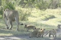 Lions and Lioness cubs Panthera Leo Bigcats simba in Swahili language. Royalty Free Stock Photo