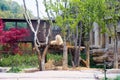 Lions and lioness spotted lying down and resting at Everland, Ko