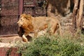 Lions live at zoo in Thailand Asia Royalty Free Stock Photo