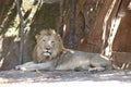 Lions live at zoo in Thailand Asia Royalty Free Stock Photo