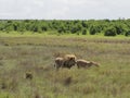 Lions in long grass