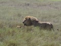 Lions in long grass