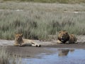 Lions in long grass