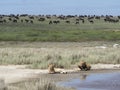 Lions in long grass