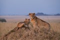 lions looking out in the evening sun Royalty Free Stock Photo