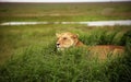 Lions on lookout 5 Royalty Free Stock Photo