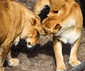 Lions, love animals