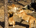 Lions, love couple Royalty Free Stock Photo