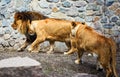 Lions, love couple Royalty Free Stock Photo