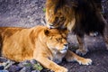 Lions, love couple Royalty Free Stock Photo