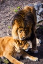 Lions, love couple Royalty Free Stock Photo