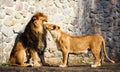 Lions, love couple Royalty Free Stock Photo