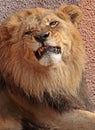 Lions Royalty Free Stock Photo