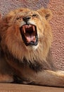 Lions Royalty Free Stock Photo