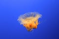 Lions mane jelly fish Royalty Free Stock Photo