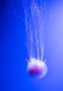 Lions mane jellyfish closeup, under water