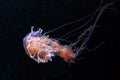 Lions Mane Jellyfish Cyanea capillata on black background Royalty Free Stock Photo
