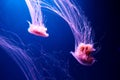 Lions Mane Jellyfish Cyanea capillata Royalty Free Stock Photo