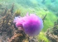 Lions Mane Jellyfish at Whyalla