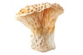 Lions Mane mushroom isolated on a white background Royalty Free Stock Photo