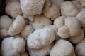 Lions mane mushrooms close up