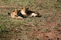 Lions Masai Mara Kenya Royalty Free Stock Photo