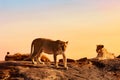 Lions in the Masai Mara national park, Kenya during amazing sunset. Animal wildlife landscape Royalty Free Stock Photo