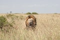 Lions in Masai Mara Savannah, Kenya Royalty Free Stock Photo