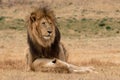 Lions mating in the Kruger National Park