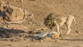 Lions mating in savannah, in Kruger national park