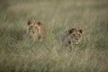 Lions in the mid of grasses in the evening hours at Masai Mara, Kenya Royalty Free Stock Photo
