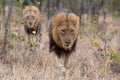 Lions on the move